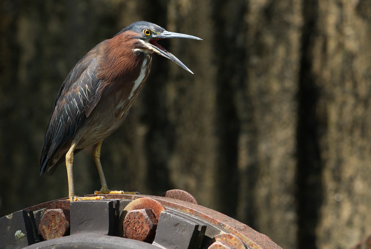 Green Heron - ML452590071