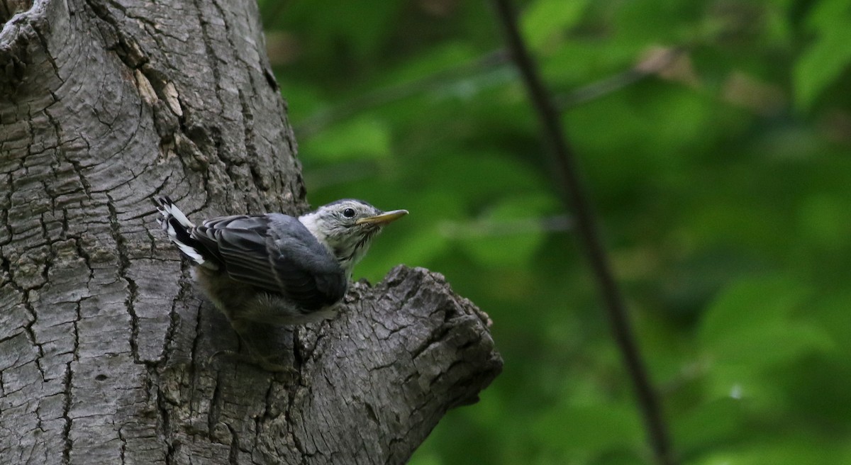 hvitbrystspettmeis (carolinensis) - ML45259021