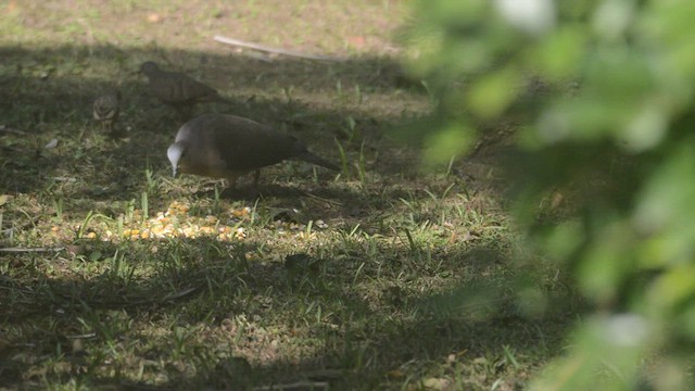 Gray-fronted Dove - ML452590971