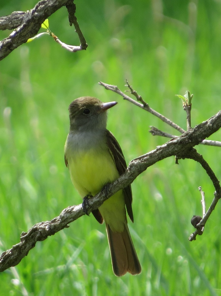 Great Crested Flycatcher - ML452591171