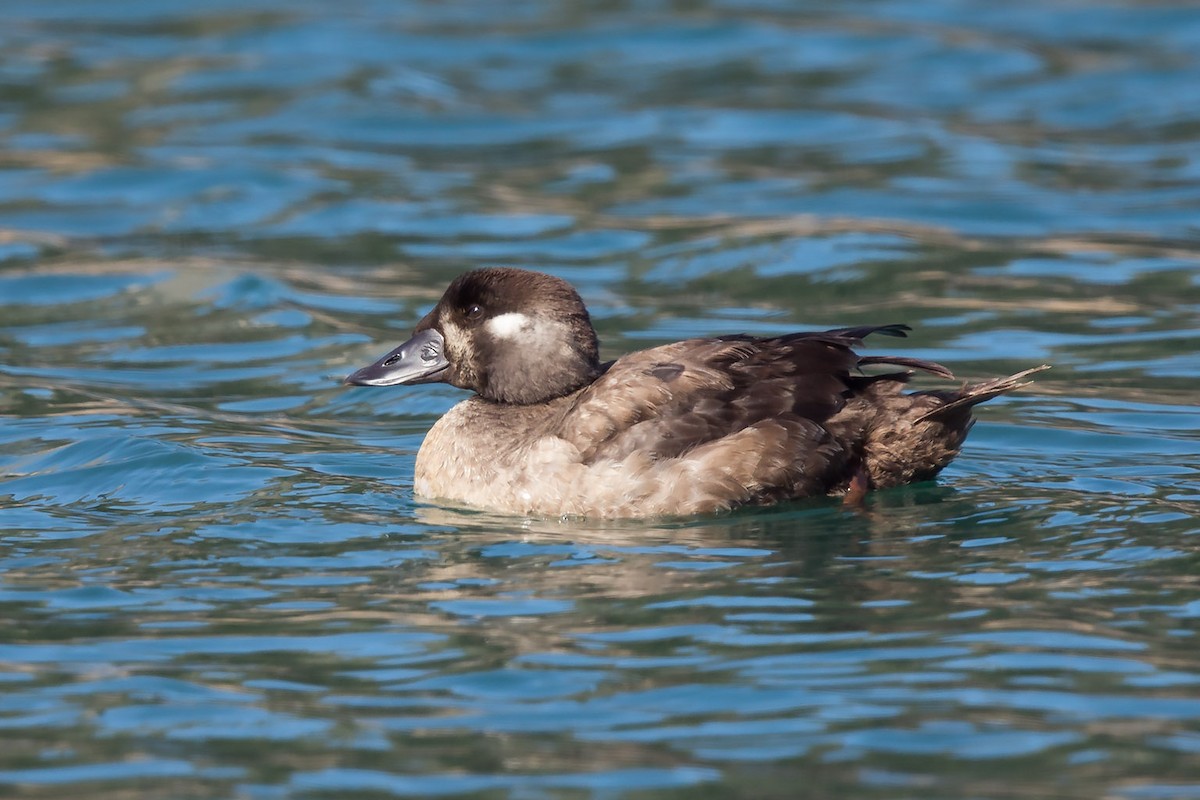 Surf Scoter - ML45259161