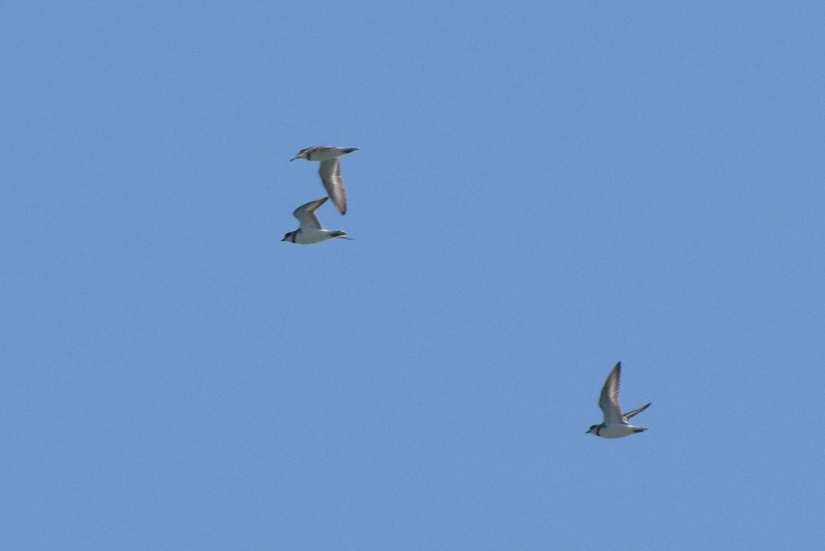 Semipalmated Plover - Dana Latour