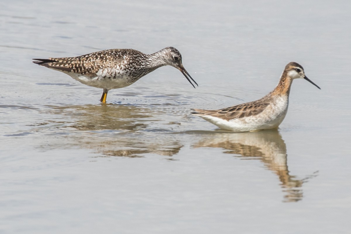 Lesser Yellowlegs - ML452592191