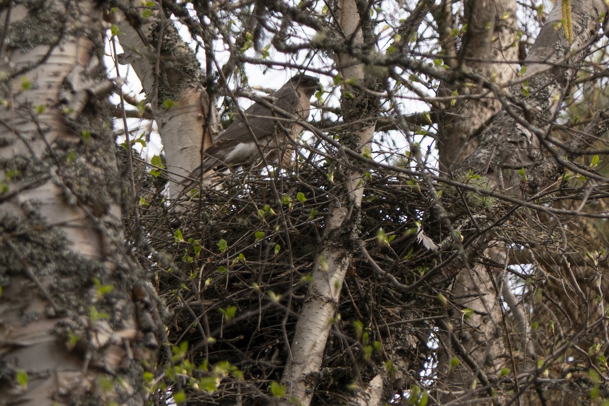 Cooper's Hawk - ML452592801