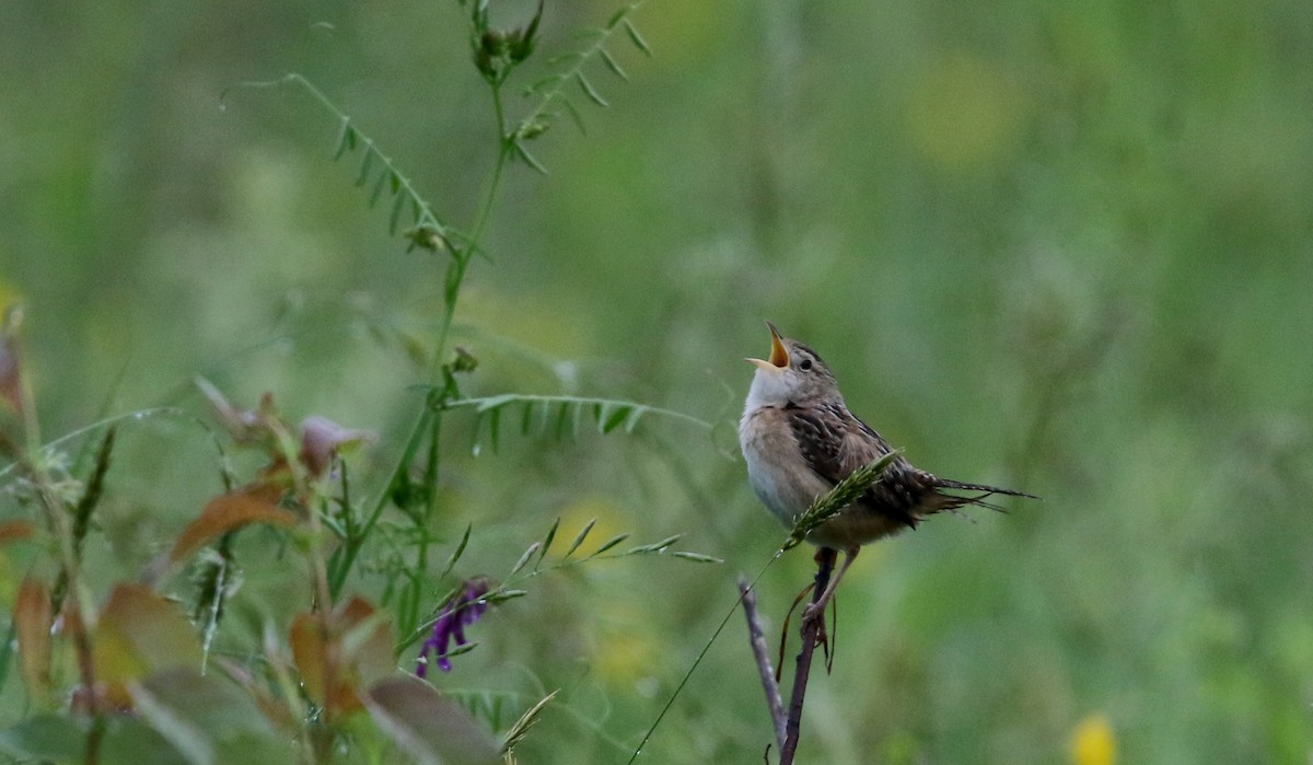 Sedge Wren - ML45259281