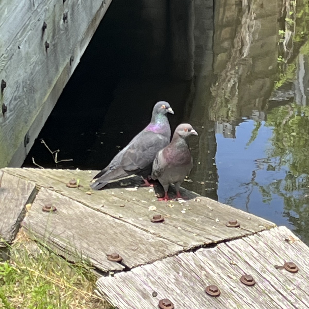 Rock Pigeon (Feral Pigeon) - ML452593351
