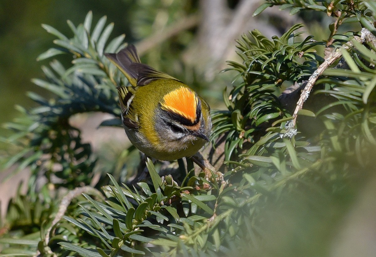 Common Firecrest - ML452593831