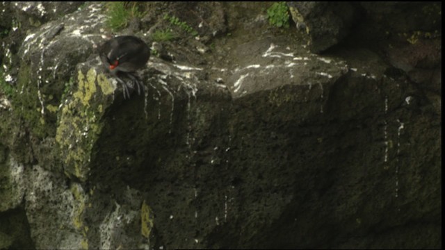 Crested Auklet - ML452595