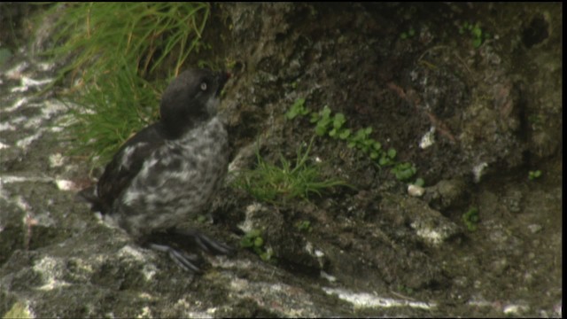 Least Auklet - ML452596