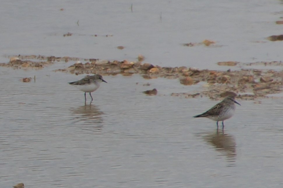 Semipalmated Sandpiper - Anonymous