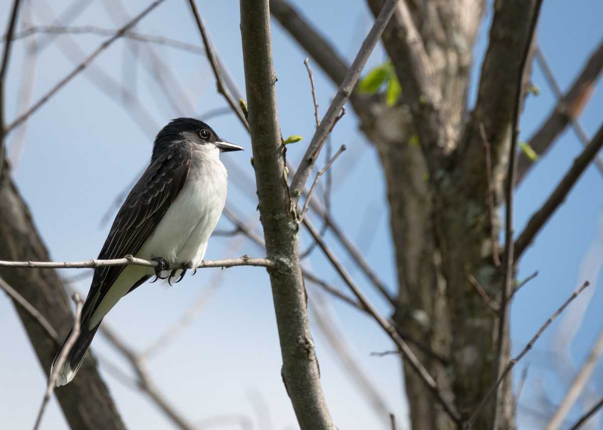 Eastern Kingbird - Logan Parker