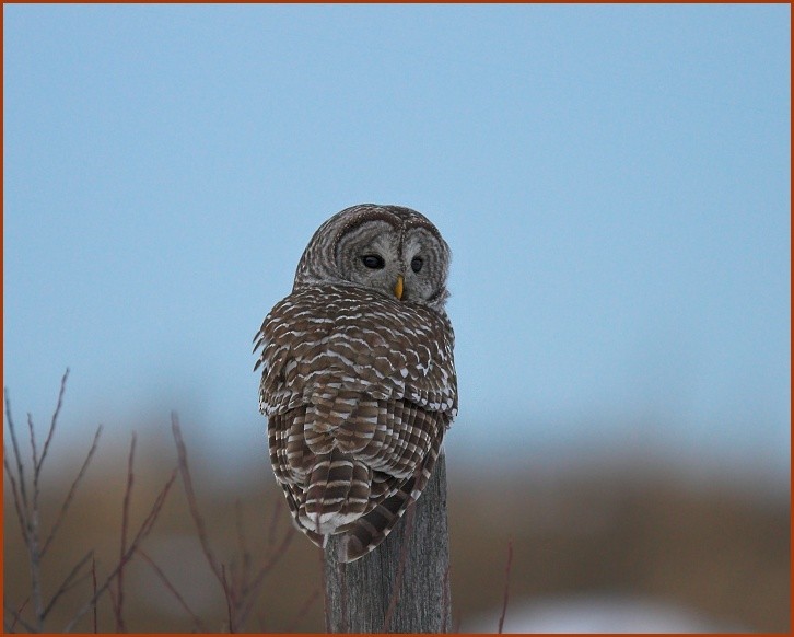 Barred Owl - ML452597551