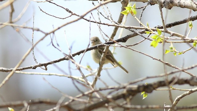 Gray Flycatcher - ML452597861