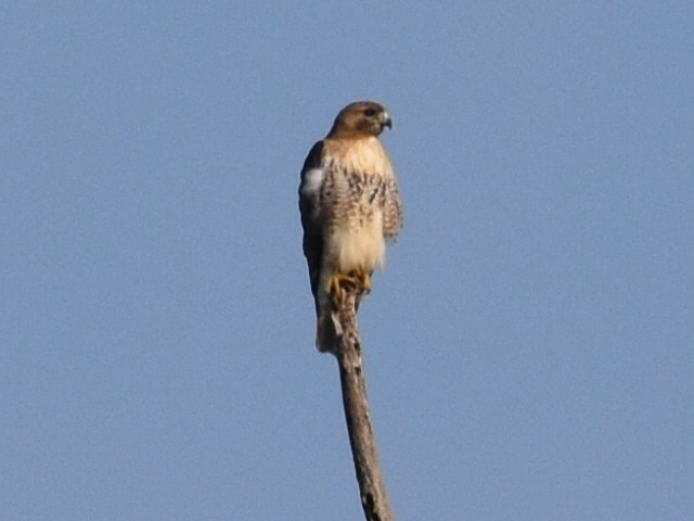 Red-tailed Hawk - ML452598721