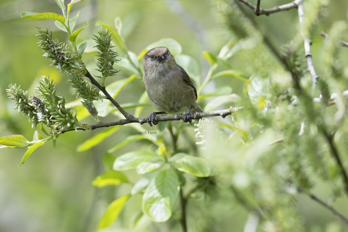 Bushtit - Debra Herst