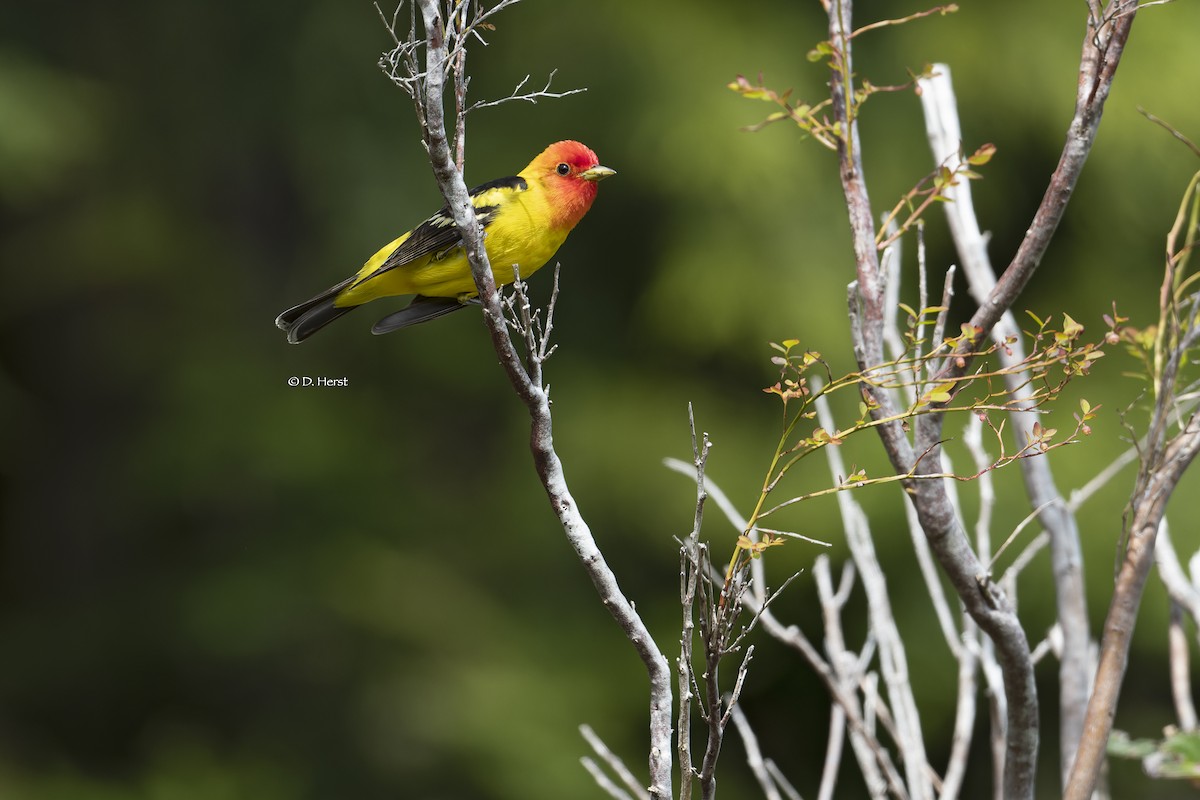 Western Tanager - Debra Herst