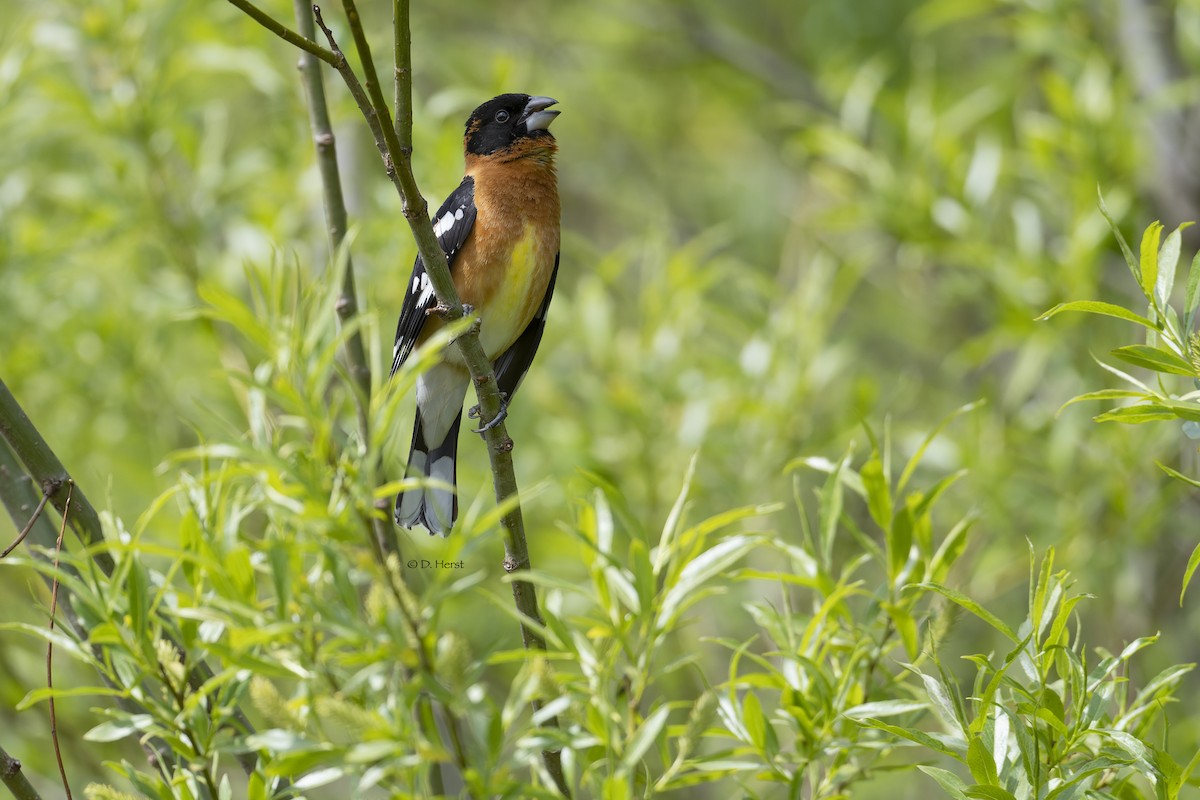 Black-headed Grosbeak - Debra Herst