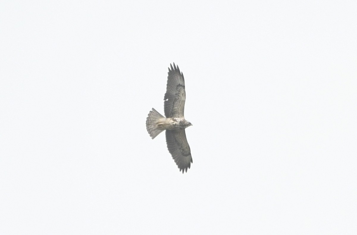 Swainson's Hawk - Isabel Apkarian