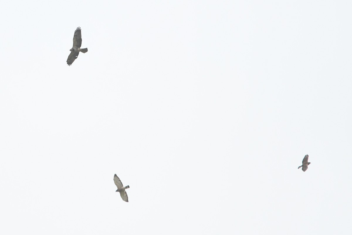 Swainson's Hawk - ML452600661