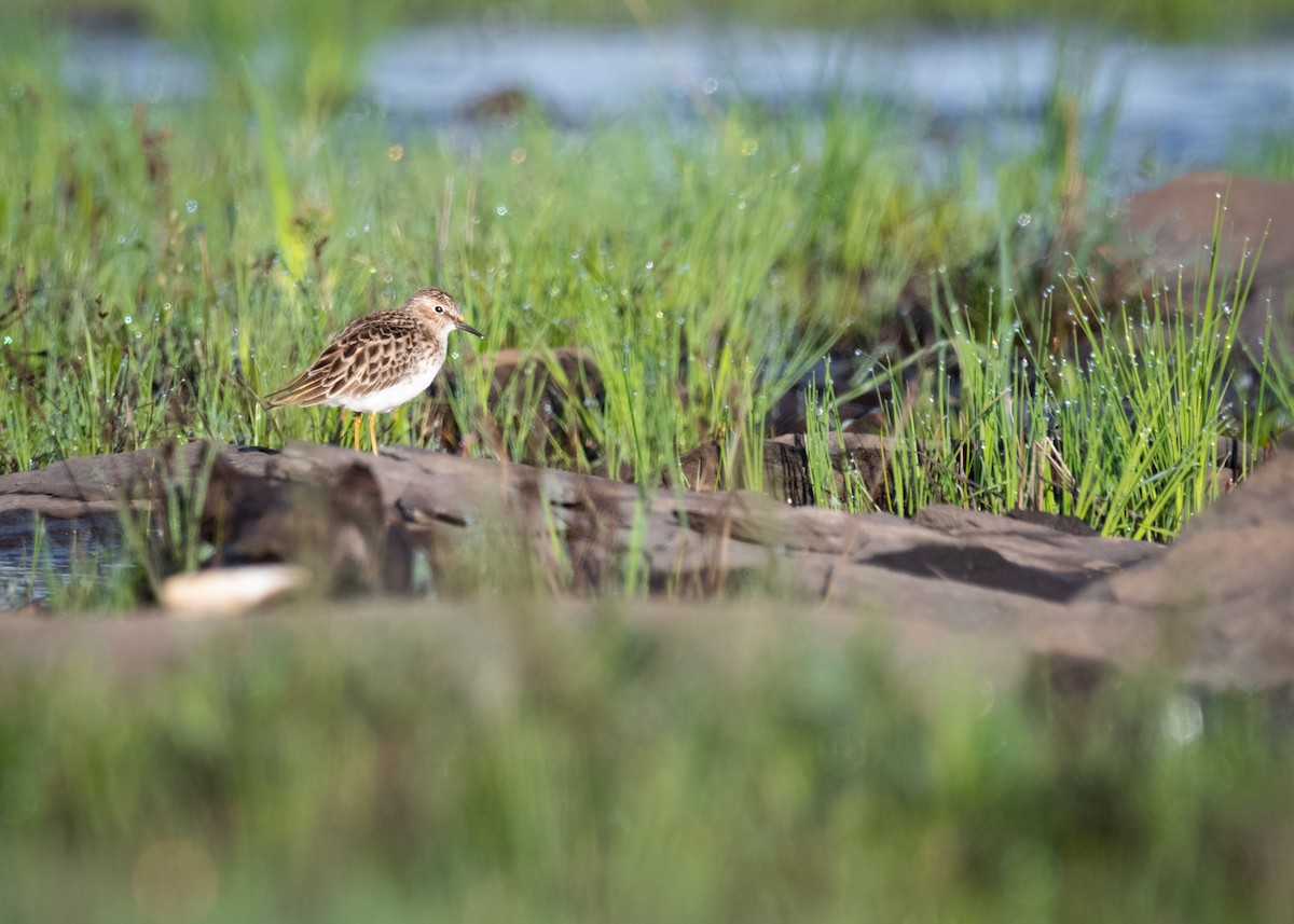 Wiesenstrandläufer - ML452600921