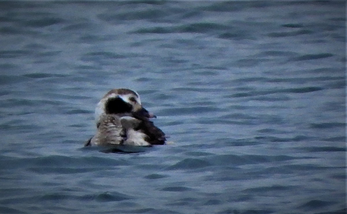 Long-tailed Duck - ML452602961