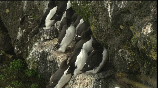 Thick-billed Murre - ML452603