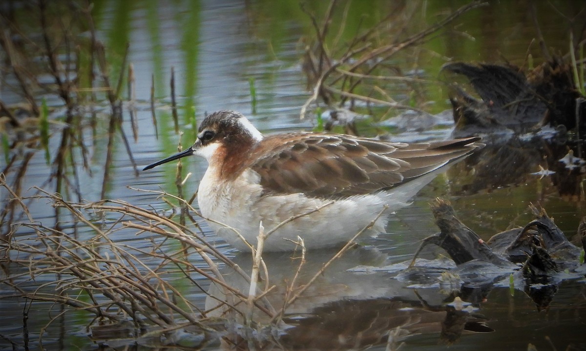 hvithalesvømmesnipe - ML452603311