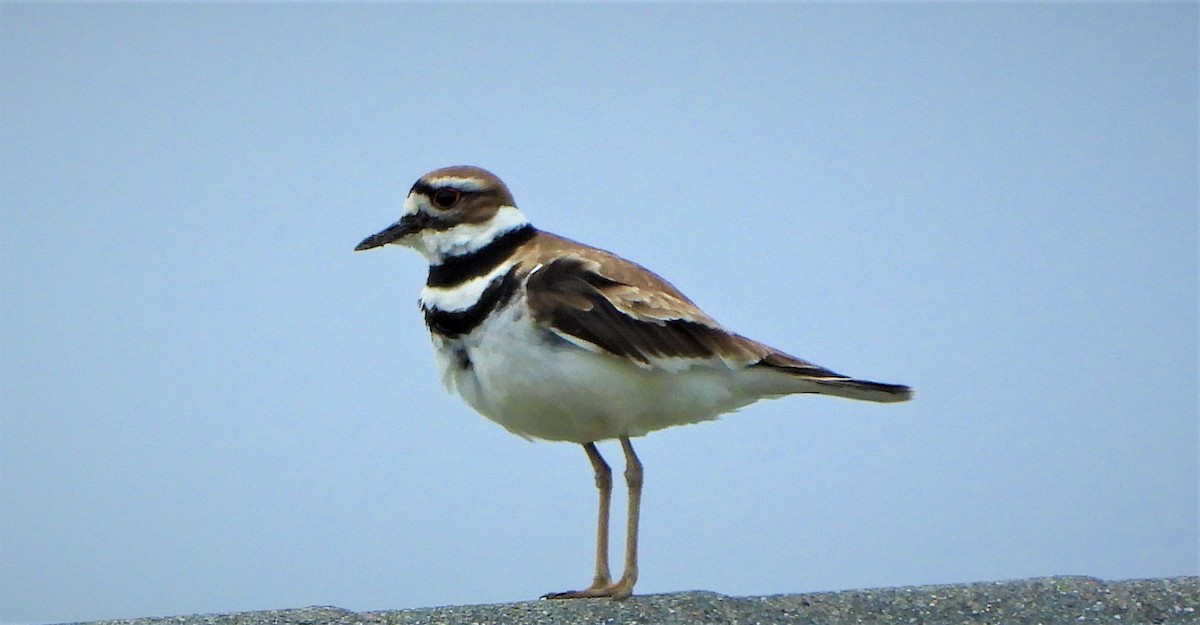 Killdeer - ML452603581