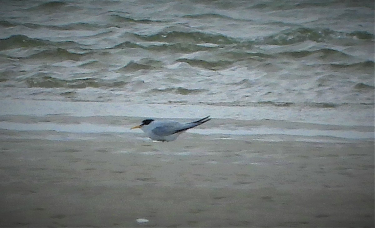 Least Tern - ML452603731