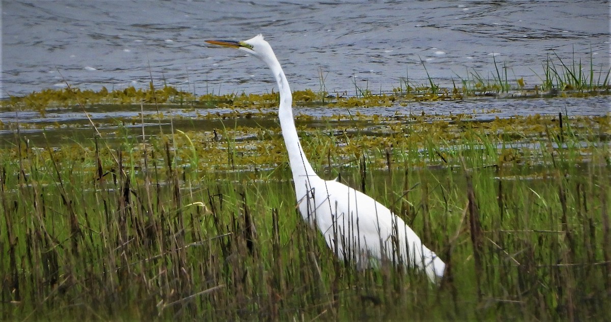 Great Egret - ML452603901