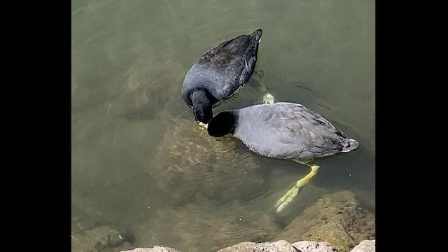 American Coot - ML452604091