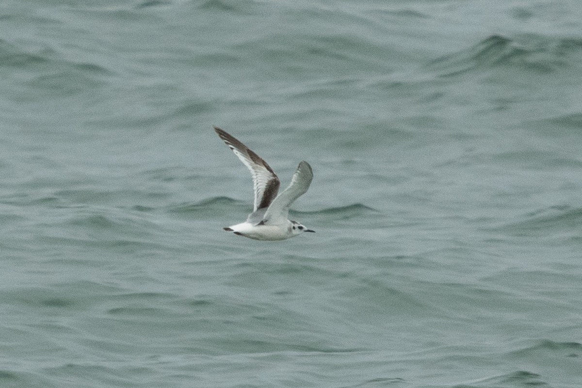 Little Gull - Ryan Griffiths