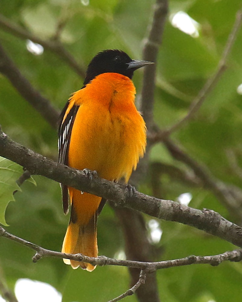 Baltimore Oriole - ML452605351