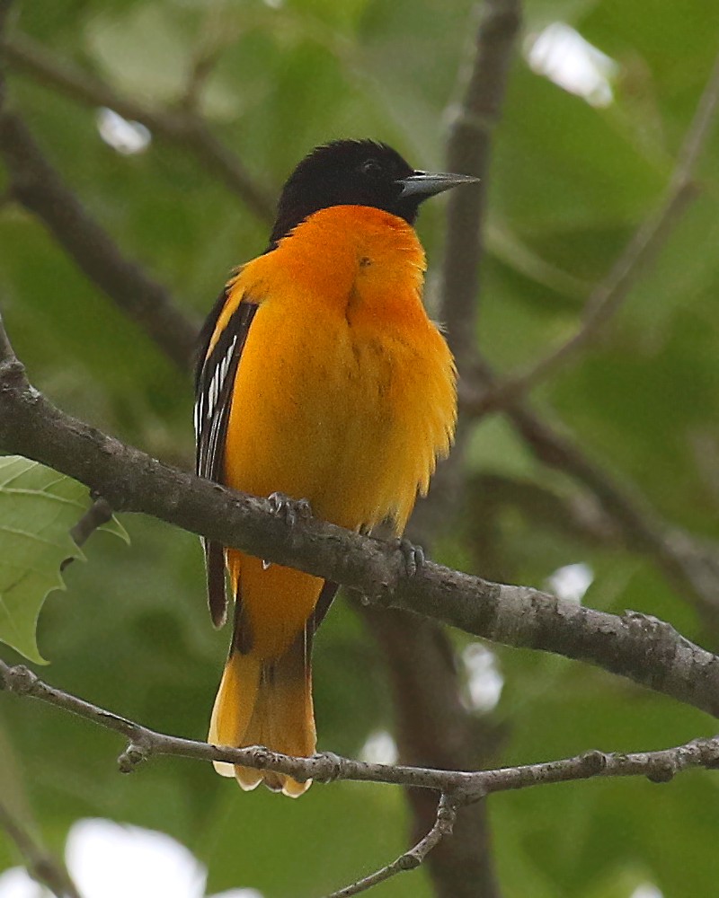 Baltimore Oriole - ML452605481