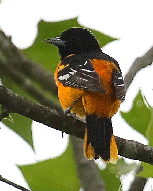 Baltimore Oriole - ML452605521