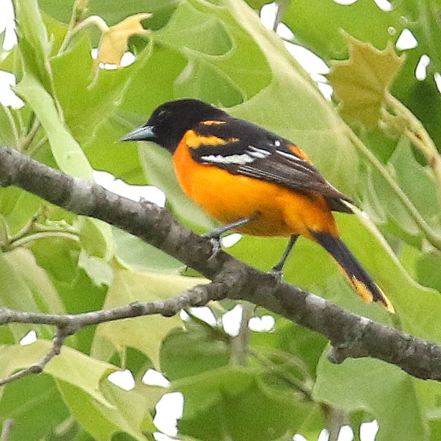 Baltimore Oriole - ML452605631