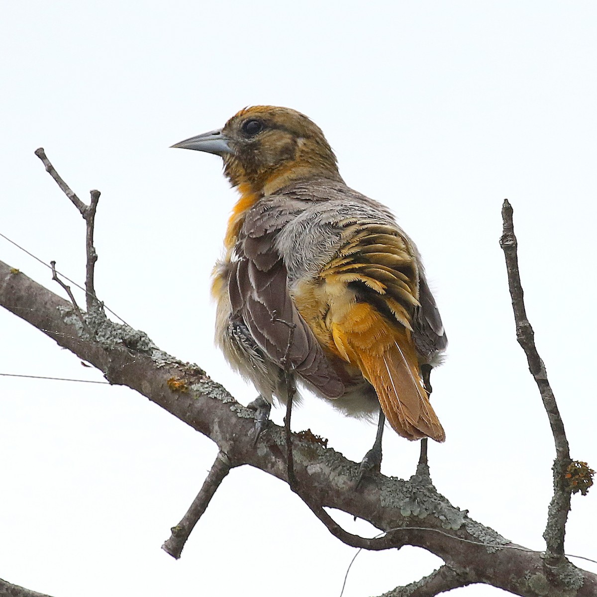 Baltimore Oriole - ML452605811