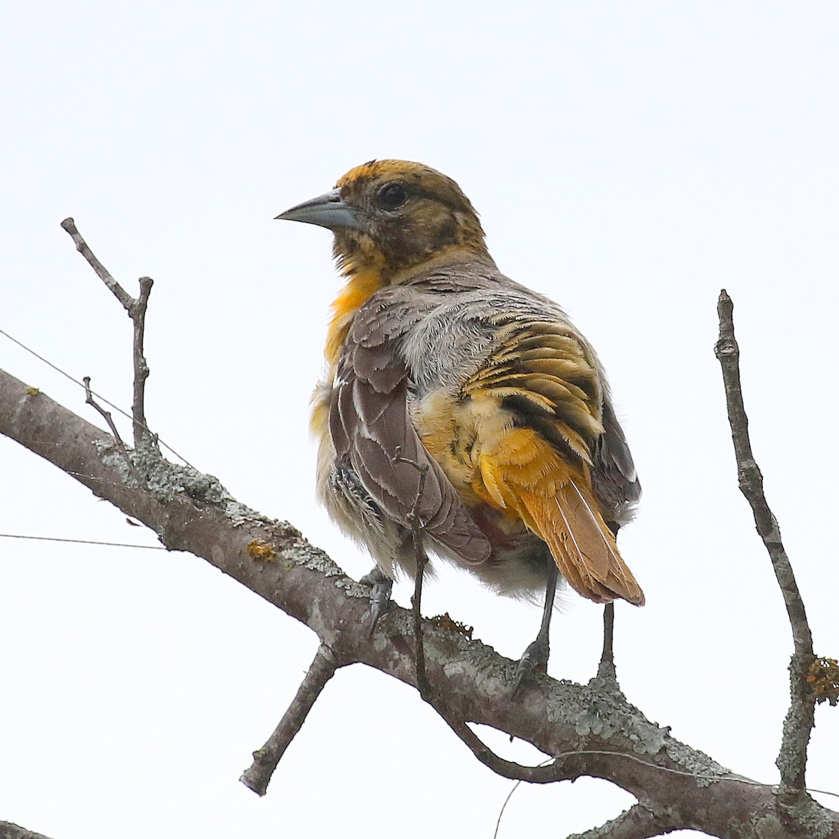Baltimore Oriole - ML452605921
