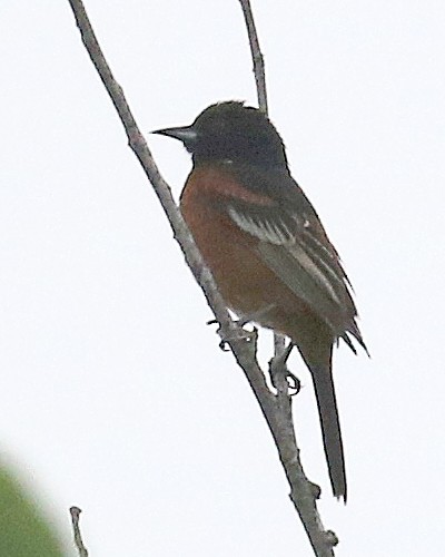 Orchard Oriole - ML452606141