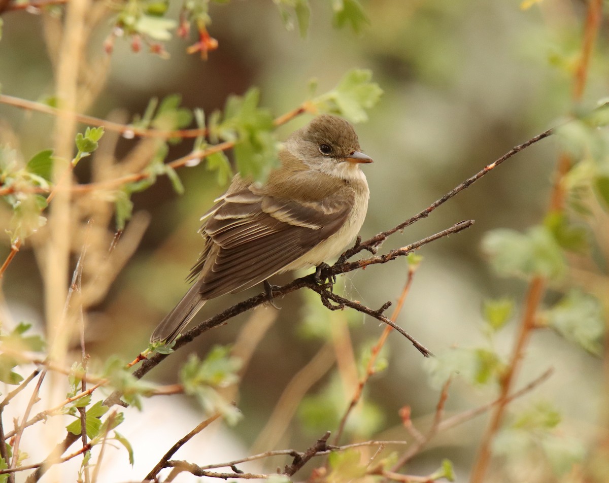Willow Flycatcher - ML452606171