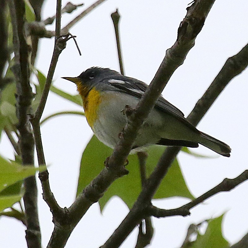 Northern Parula - ML452606331