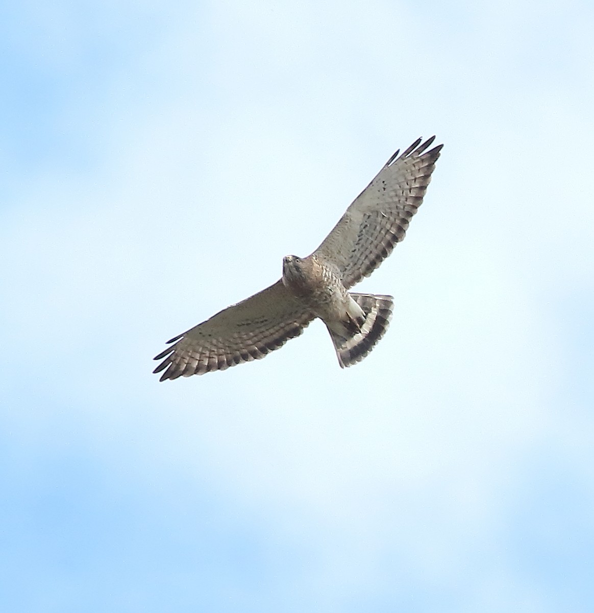 Broad-winged Hawk - ML452606801