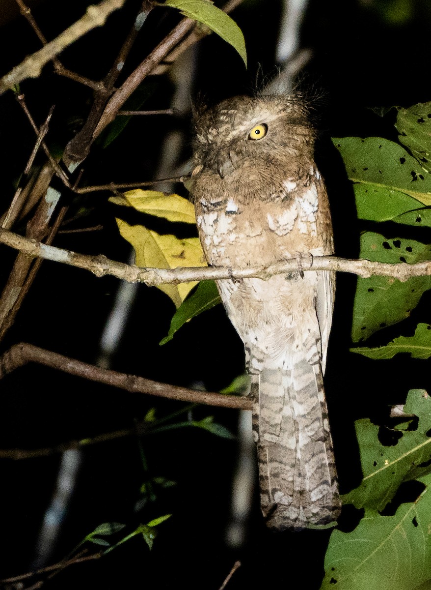 Blyth's Frogmouth - ML452606931