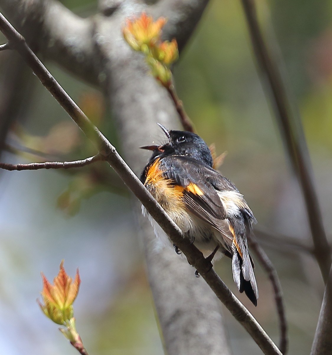 American Redstart - ML452607111