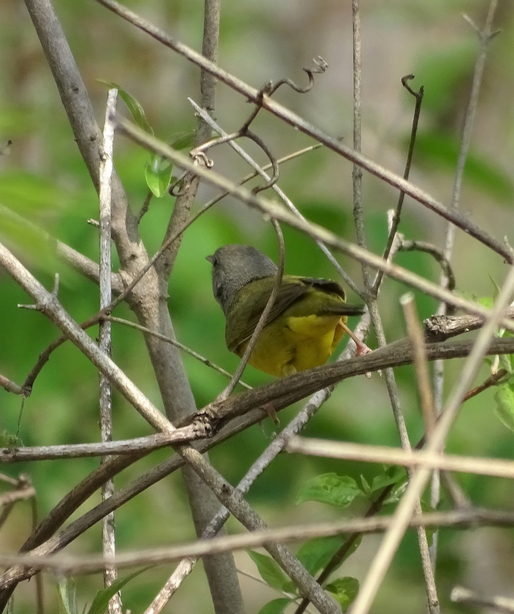 Mourning Warbler - ML452607141