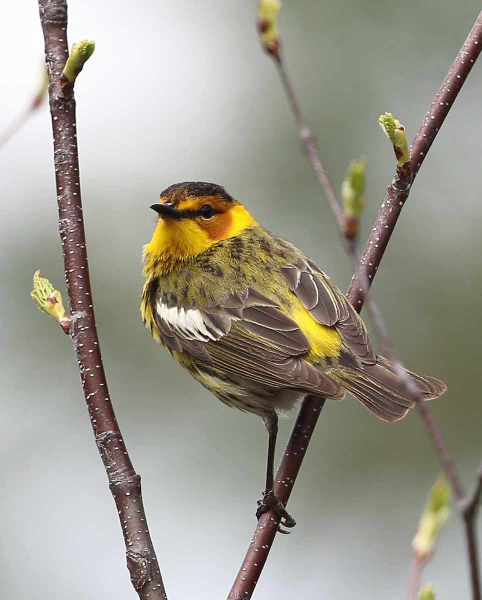 Cape May Warbler - ML452607151