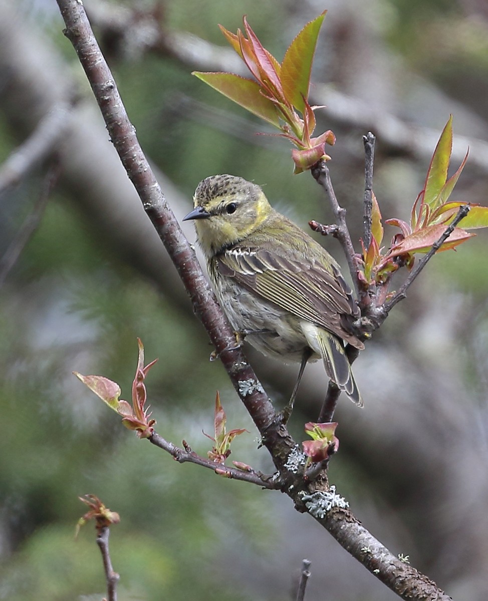 Cape May Warbler - ML452607251