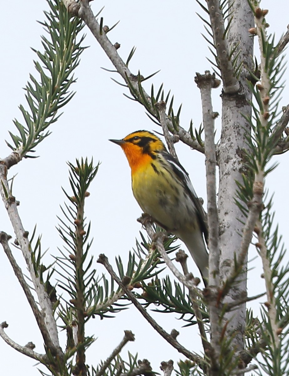 Blackburnian Warbler - ML452607471