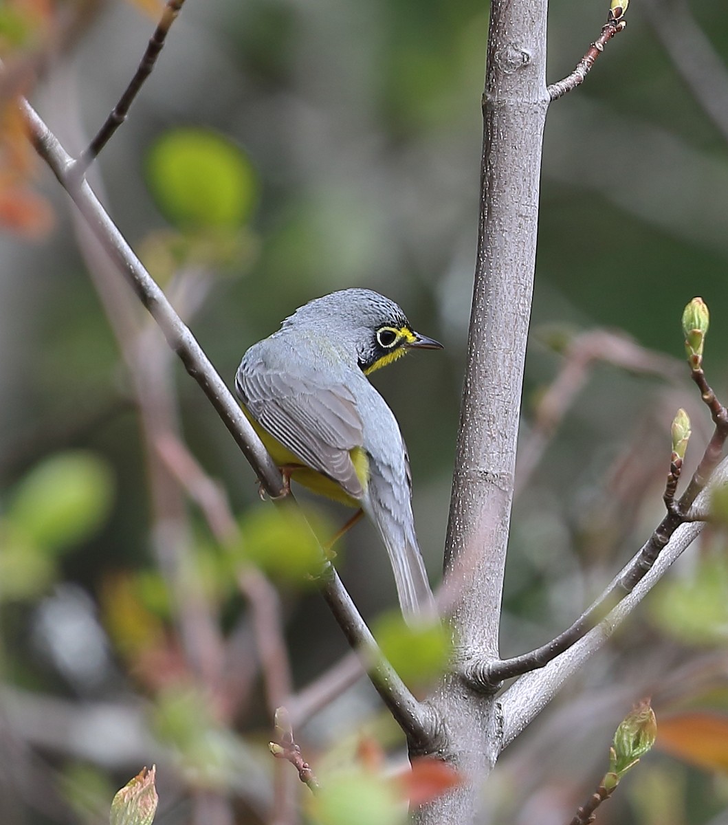 Canada Warbler - ML452607491
