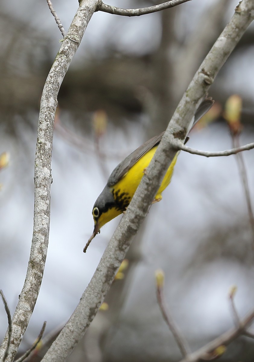 Canada Warbler - ML452607521